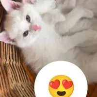 گربه نژاد بیریتیش 7 ماهه ، ماده|گربه|دماوند, مسکن مهر گیلاوند|دیوار