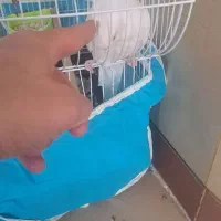 قناری عروس هلندی سخنگو|پرنده|کرمان, |دیوار