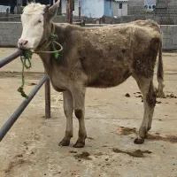 گوساله/لیشه سیمینتال شیری