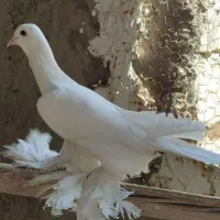 سفید زینتی پاپربلند تبریزی اوجا