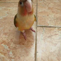 طوطی گیرینچیک