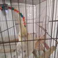 عروس هلندی ماده|پرنده|سنگر, |دیوار