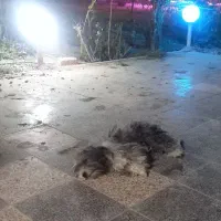 واگذاری دو عدد سگ پا کوتاه رایگان