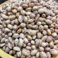 لوبیا چیتی|خوردنی و آشامیدنی|بهار, |دیوار