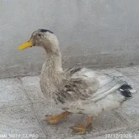 اردک باقیمت پیشنهادی|حیوانات مزرعه|مشهد, نیزه|دیوار