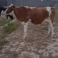 گاو یک ماه آبستن