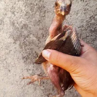 جوجه لاری افغان ۲عدد
