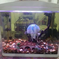 اکواریوم سالم با کلیه وسایل