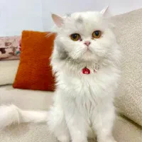 واگزاری گربه پرشین