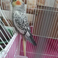 عروس هلندی  با قفس و لونه آبخوری و دون خوری 2300