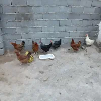 مرغ تخمی