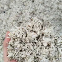 تفاله چقندر