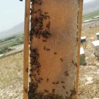 ۲۰ عدد زنیور  ۶  و۳ قاب نژاد  کارنیکا