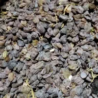 کشمش درجه یک بونات|خوردنی و آشامیدنی|بوانات, |دیوار