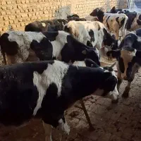 گوساله نر صنعتی قطع شیر