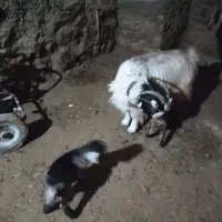 فروش بز زاییده|حیوانات مزرعه|خوانسار, |دیوار