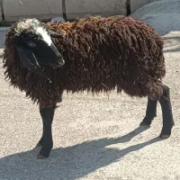 1راس بره ماده شالی پای پروار