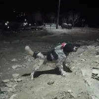 سگ نر خاسگری درشت