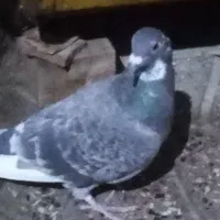 کبوتر|پرنده|بروجرد, |دیوار