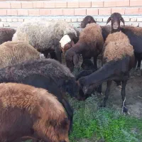 ۳تا بره مار ۳تا شیر کرده یک قوچ|حیوانات مزرعه|آق قلا, |دیوار