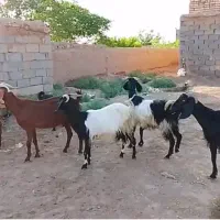 بز زاییده پاکستانی درشت