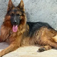 فروش سگ ژرمن و ورک سیبل