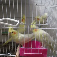 ععروس|پرنده|مشهد, رده|دیوار