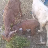 فروش فوری قیمت مناسب