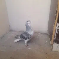 یک ساده امری نروحشی