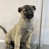 ماده سرابی اصیل