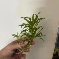 گیاه پلنت|ماهی|تهران, منیریه|دیوار