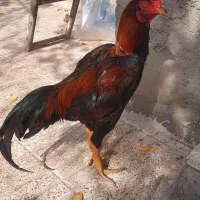 لاری هشت ماهه