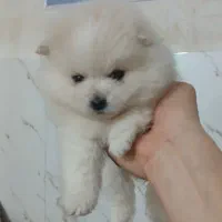 پامرین خرسی ۲ماهه|سگ|گرگان, |دیوار