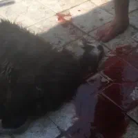 قصابی در محل گوسفند و گاو