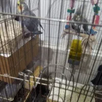 عروس هلندی|پرنده|سبزوار, شرق کال شمالی|دیوار