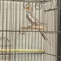 عروس هلندی رام دستی چند کلمه صحبت میکنه