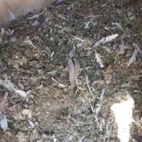 کود کفتر کود پرنده کود حیوانی کود خاک