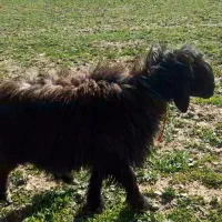 فروش بره نر کوه قوچ شیشک قوچ عتیغه سناتوری