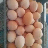تخم مرغ لاری نطفه دار