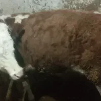 فروش کوساله سیمینتال درجه یک