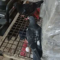 جوجه پلاکی هیچ پر|پرنده|اهواز, پردیس|دیوار