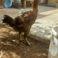 مرغ لاری|حیوانات مزرعه|شیراز, شهرک مفتح|دیوار