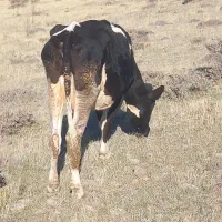 گاو جوان باگوساله ماده|حیوانات مزرعه|ارشق, |دیوار