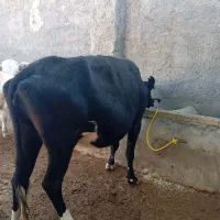 گاو 7 ماه آبستن