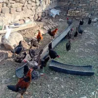 پرنده