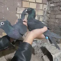 یه جفت کفتر زاغ‌کلاغ‌ خطری|پرنده|زرند, |دیوار