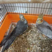 عروس هلندی|پرنده|میانه, |دیوار