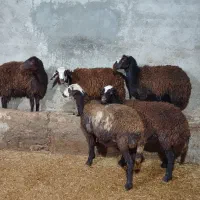 بره ماده قزل افشار