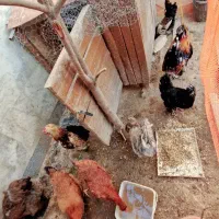 خروس و مرغ برهما و محلی