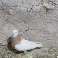 کبوتر|پرنده|شیروان (خراسان), |دیوار